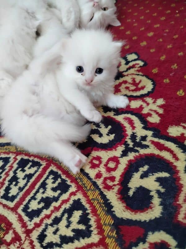 Pure persian kittens 1