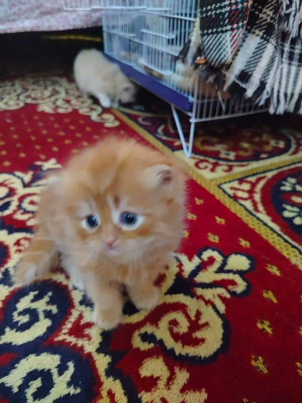 Pure persian kittens 2