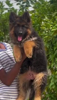 German shepherd puppy Whatsapp nu 03258925374