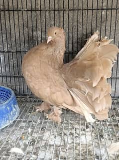 American fantail  fancy pigeon