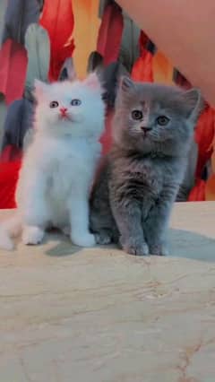 Persian kitten double court whatsapp 03010546336