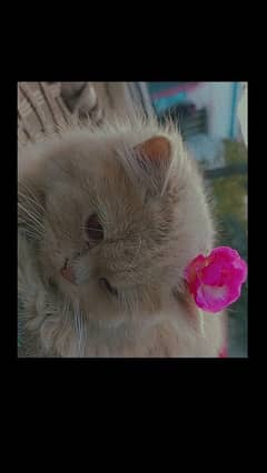 Golden Persian Cat for Sale: Beautiful, Friendly & Affectionate