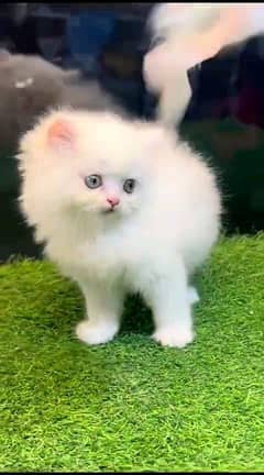 Persian kitten double court whatsapp 03010546336