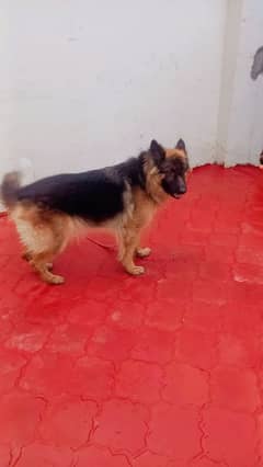 GERMAN SHEPHERD DOG/ LOYAL AND PROTECTIVE / FEMALE DOG FOR SALE