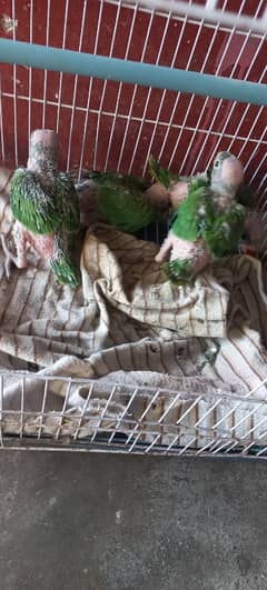 Green Ringneck Parrot Baby