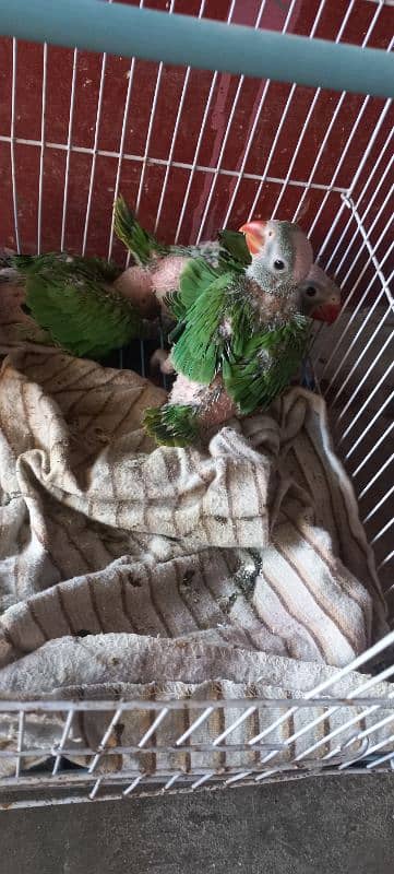 Green Ringneck Parrot Baby 1