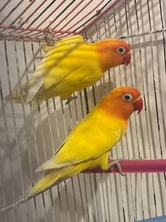 Love birds Breeder Pair Guaranteed