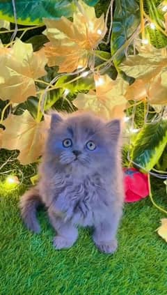 Persian kitten double court whatsapp 03010546336