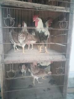 Rir/Dandarvi hens