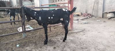 pure tedi bakri(1.5 kg milk per day) with male kid