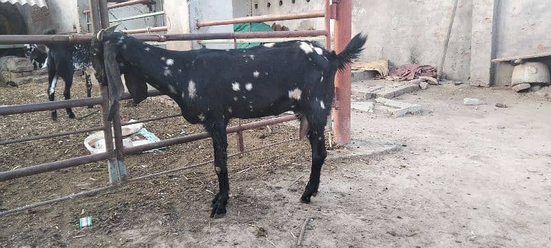 pure tedi bakri(1.5 kg milk per day) with male kid 0