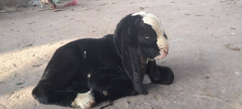 pure tedi bakri(1.5 kg milk per day) with male kid 1