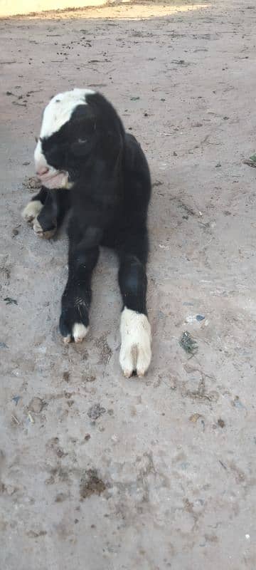 pure tedi bakri(1.5 kg milk per day) with male kid 2