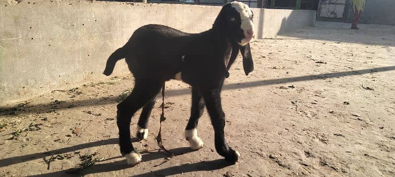 pure tedi bakri(1.5 kg milk per day) with male kid 3