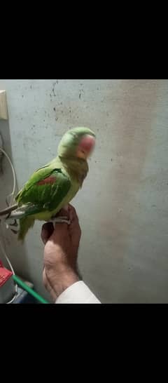 Raw parrot