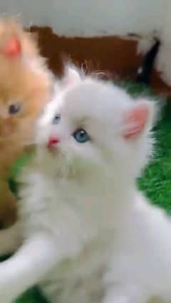 Persian kitten double court whatsapp 03010546336