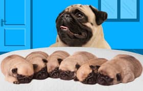 Pug Dog Puppies For Sale In Multan 03271881108.