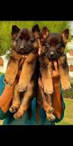 German shepherd puppies Double Coat Whatsapp 03221185228