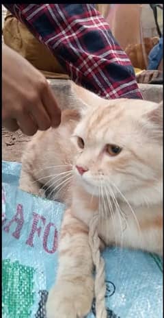 Mara pas female cat ni ha jis ke waja say da raha ho