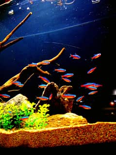 Cardinal tetra 1500 dozen