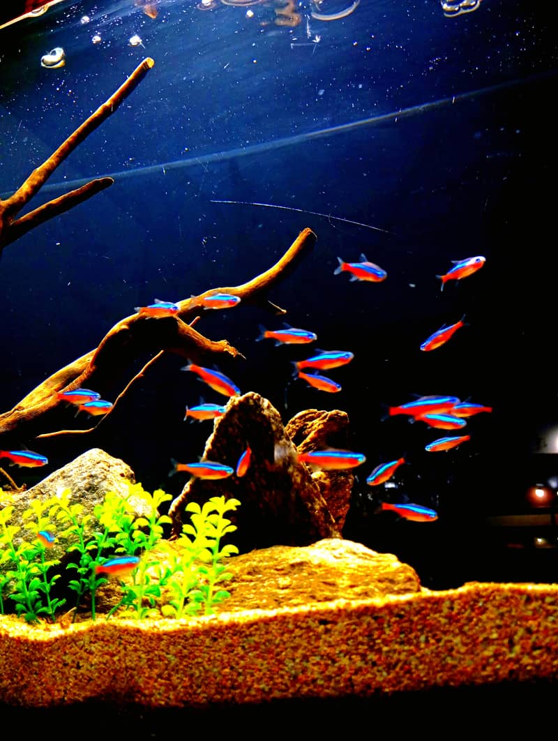 Cardinal tetra 1500 dozen 0