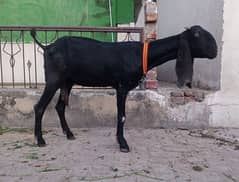 desi betal bakri