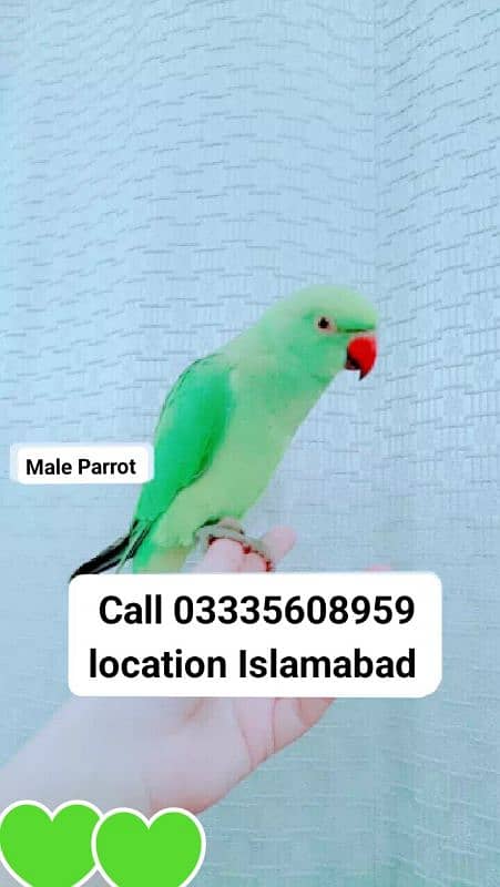 Hand Tamed Full Friendly Green Ring Neck Male Parrot Jumbo Size 0