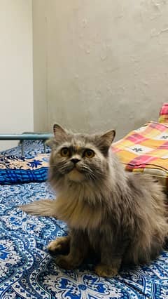 persian cat