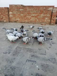 kasad pigeons