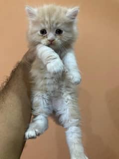 Cute Persian Kittens For Sale