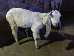 Bakri