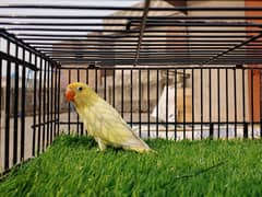 Green Fisher Lovebird - Albino Red Eye - Parblue Blue Fischeri Parrot