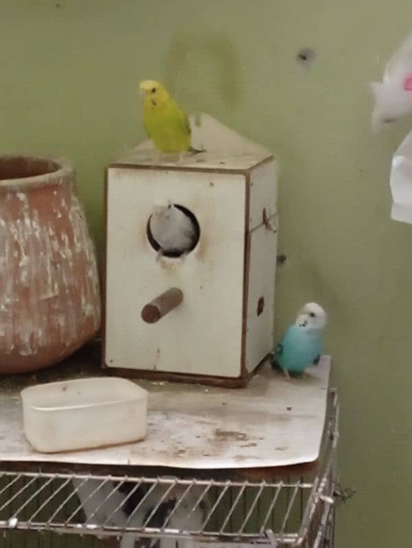 beautiful and active budgie in reasonable price 1