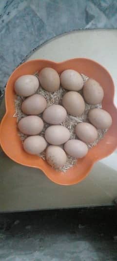 Aseel Fertile Eggs Available