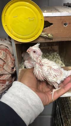 Cocketiels parrot chicks