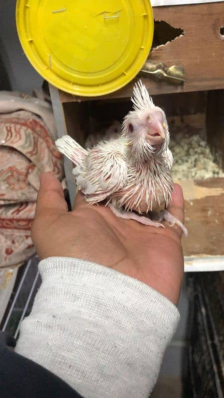 Cocketiels parrot chicks 2