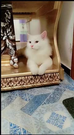 male cat white colour double coated 03278053714