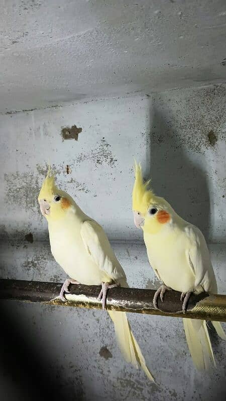 cream cockatiel 0