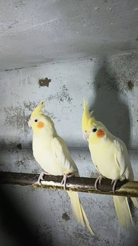 cream cockatiel 3