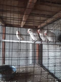 albino split ino bereeder pair for sal ha