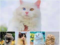 Persian Punch face triple coat cat Kitten