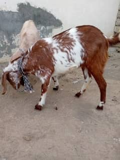 2 female goats (pathain) mohra Chowk WAH CANTT. healty ha dono.