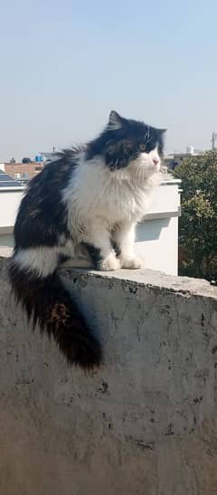 Persian triple  coated cat 03247627801