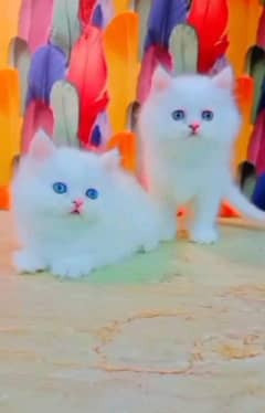 quality Persian panch face cate & kittan male female both available h