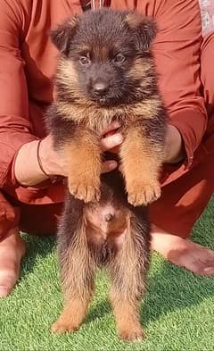 Garman shepherd puppies for sale 03287576736 call wahtasp