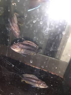 Auratus cichlid juveniles for sale