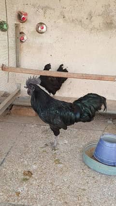 Ayam Cemani egg laying pair and chicks available