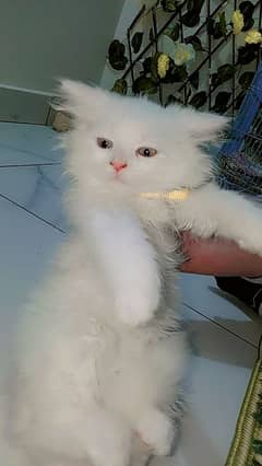 Persian kittens | Punch Face | Triple Coat | fluffy | cat