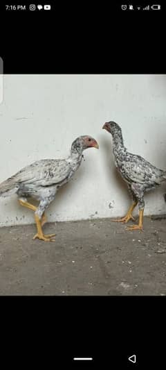 coco O Shamo pair