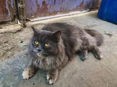 Fluffy Persian Female Cat for Sale